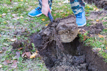 Man digging a ditch with a shovel in autumn