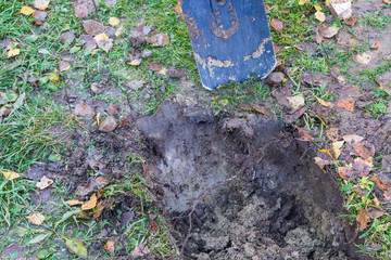 Fototapeta premium Man digging a ditch with a shovel in autumn