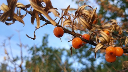 sea buckthorn