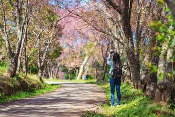 Obraz premium Woman take a sakura cheery blossom photo