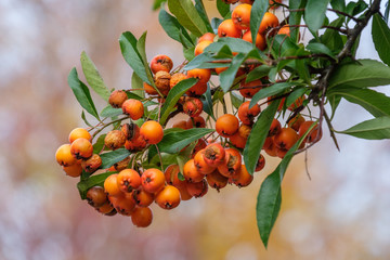Zweig der Eberesche (Sorbus aucuparia) im Herbst