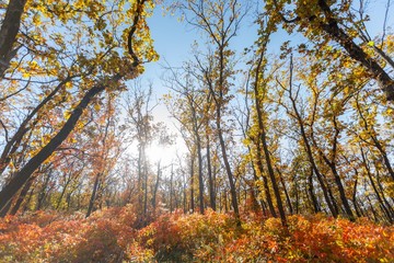 Landscape in autumn in the park. Golden autumn