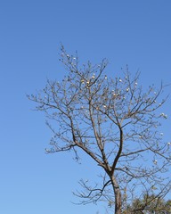 brunch of tree in dry season, background is blue sky. 