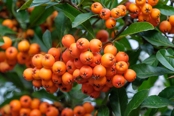 Beeren der Eberesche - Nahaufnahme (Vogelbeere)