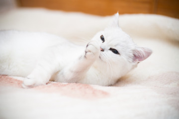 Beautiful cat breed Scottish chinchilla straight, washes