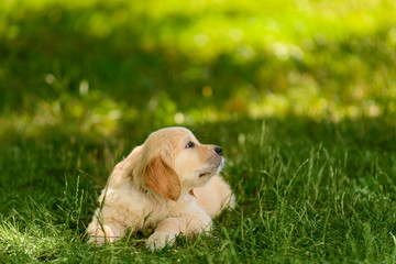 Pretty golden retriever puppy