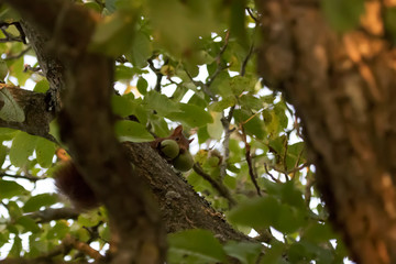 écureuil très gourmand