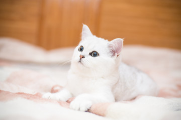 Fototapeta na wymiar beautiful young cat breed Scottish chinchilla straight