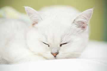 Beautiful cat breed Scottish straight chinchilla sleeping