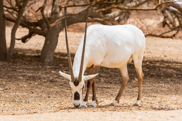 Antelope, the Arabian oryx or white oryx (Oryx leucoryx) in Yotvata Hai Bar Nature Reserve, Israel.