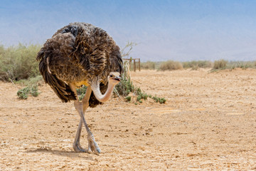 The North African ostrich or red necked ostrich (Struthio camelus camelus), also known as the...