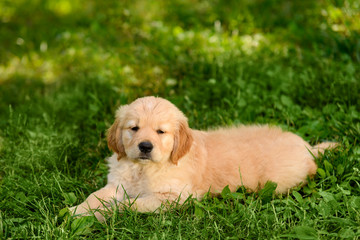 Adorable golden retriever pup