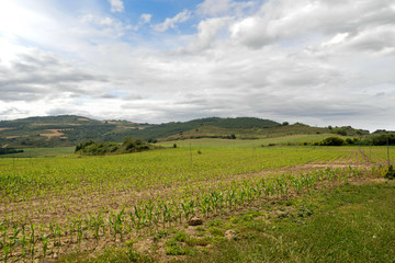 Fototapeta na wymiar Green landscape along the road of santiago de navarra