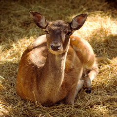 roe deer lying down