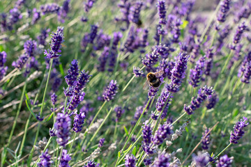 bunch of lavender with Bee