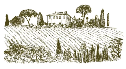Fotobehang Wide view of vineyard. Vineyard landscape panorama. Hand drawn illustration. © canicula