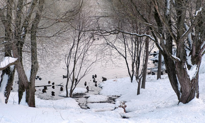 View of the pond with ducks through the trees in the winter city park.