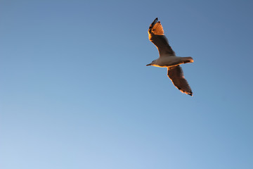 Seagull in flight, evening light