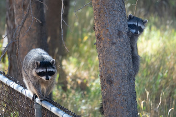 Backyard Racoons
