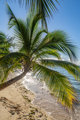 Fototapeta na wymiar Palm trees and a sandy beach on the island of Barbados, in the Caribbean