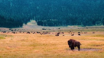 Fototapeta na wymiar Bison, Yellowstone