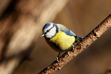Eurasian blue tit sitting on branch of tree. Cute colorful bright songbird. Bird in wildlife.