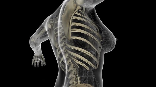 science anatomy of human body in x-ray with skeleton bones
