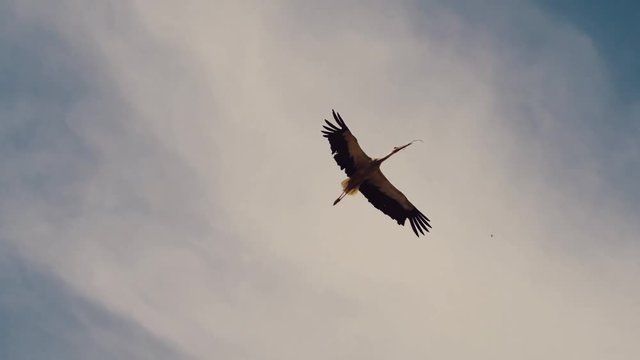 Storch beim Nestbau