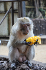 Naklejka premium a monkey