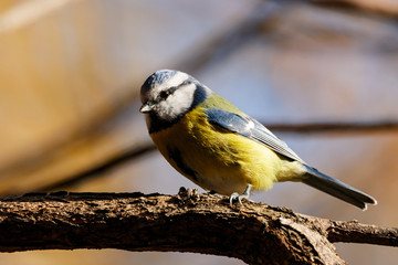 Eurasian blue tit sitting on branch of tree. Cute colorful bright songbird. Bird in wildlife.