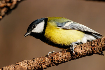 Great tit sitting on branch of tree portrait. Cute bright common park songbird. Bird in wildlife.