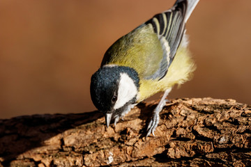 Great tit sitting on branch of tree portrait. Cute bright common park songbird. Bird in wildlife.