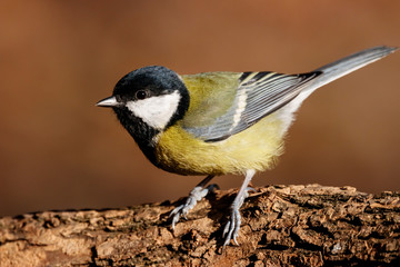 Obraz premium Great tit sitting on branch of tree portrait. Cute bright common park songbird. Bird in wildlife.