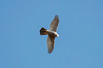 Northern goshawk flying in sky. Strong powerful beautiful bird of prey in wildlife.