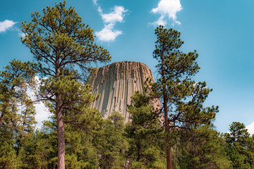 Devil's Tower and Pines