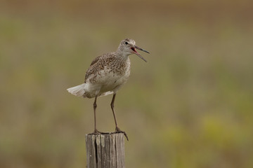 Willet adult taken in SW Minnesota