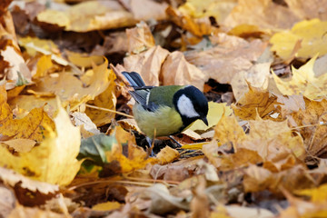 Great tit sitting on ground in old foliage. Cute bright colorful common park songbird. Bird in wildlife.