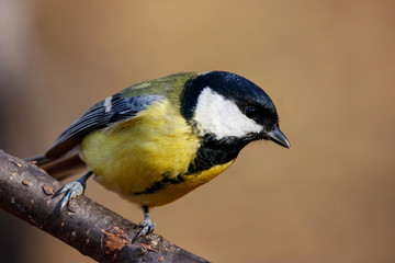 Fototapeta premium Great tit sitting on branch of tree portrait. Cute bright common park songbird. Bird in wildlife.