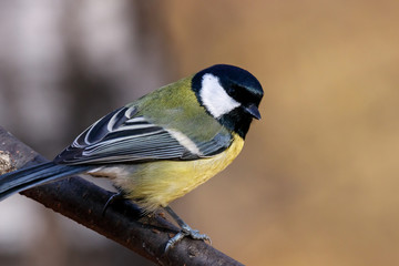 Great tit sitting on branch of tree portrait. Cute bright common park songbird. Bird in wildlife.