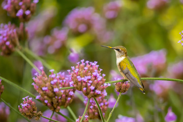 Ruby-throated Hummingbird taken in southern MN
