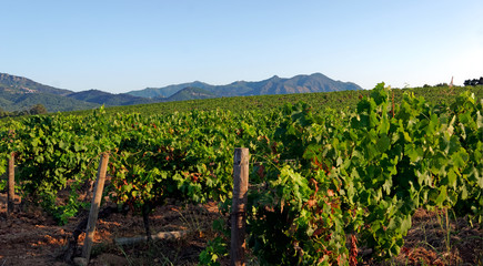Fototapeta na wymiar Corsica vineyards in Linguizzetta plain
