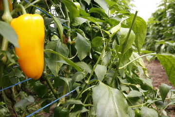 frische, reife paprika vor der ernte im gewächshaus