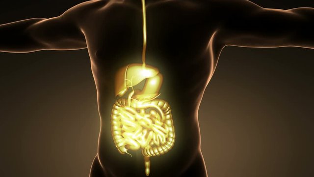 Science Anatomy Scan Of Human Digestive System Glowing