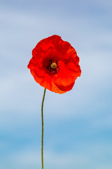 Obraz premium A Poppy