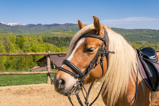 Haflinger horse also known as Avelignese at a horse farm equestrian centre in the mountains
