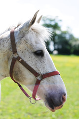 Head of a light-colored horse with fine spots with a belt headband