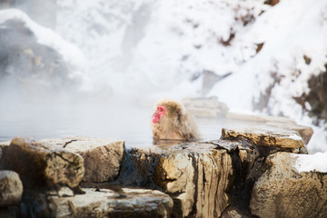 animals, nature and wildlife concept - japanese macaque or snow monkey in hot spring of jigokudani...