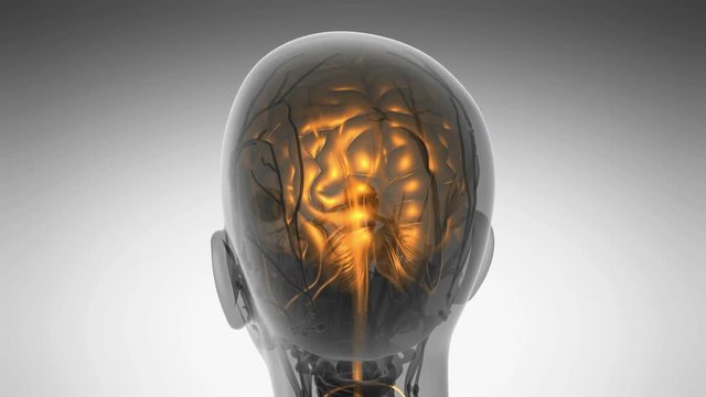 science anatomy scan of human brain glowing
