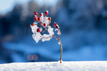 kleiner Hagebuttenzweig mit Schneeflocken. Weihnachtlicher Hintergrund
