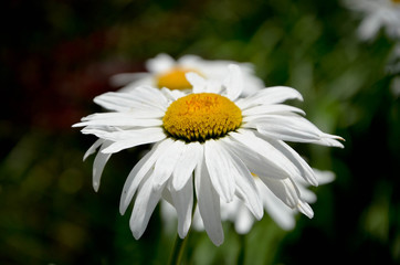 Fototapeta premium daisies on green background